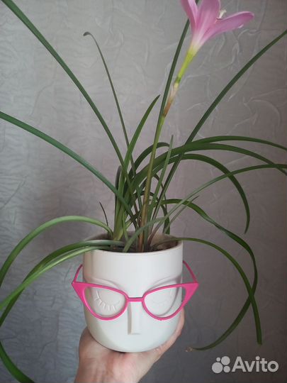 Зефирантес розовый