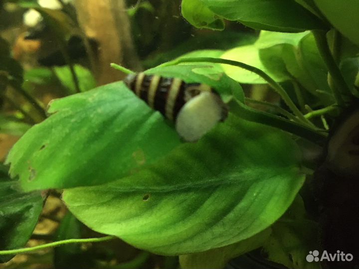 Улитка Хилена, взрослая самка гурами