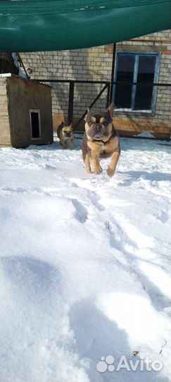 Французский бульдог вязка