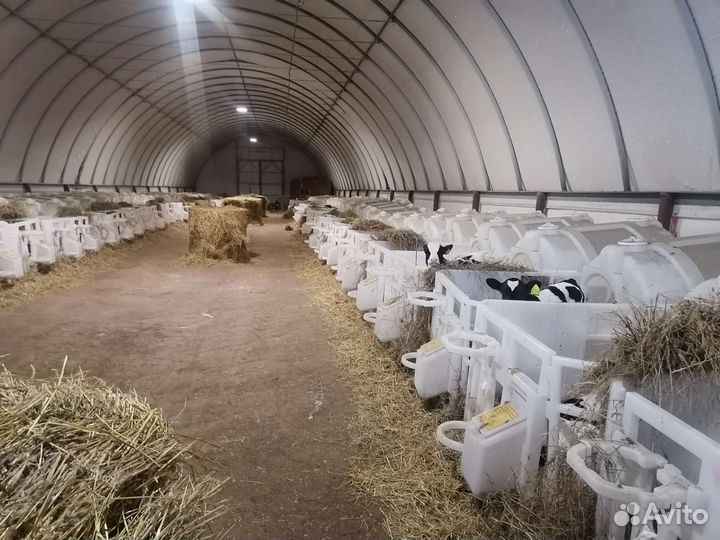 Телята бычки