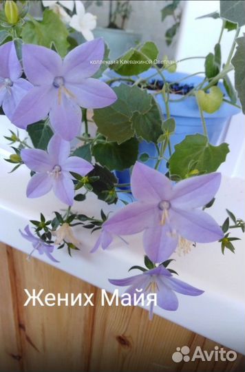 Кампанула