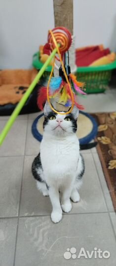 Кошечка Мила в добрые руки
