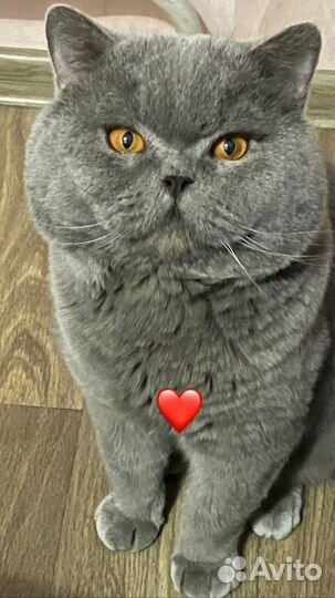 Британский кот для вязки