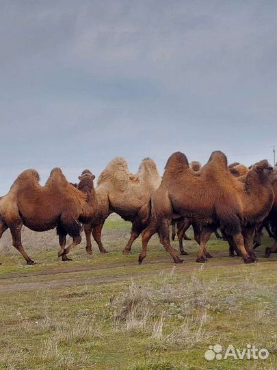 Верблюд 30 голов оптом самцы