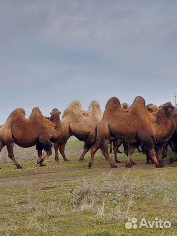 Верблюд 30 голов оптом самцы