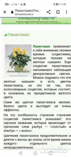 Пахистахис желтый