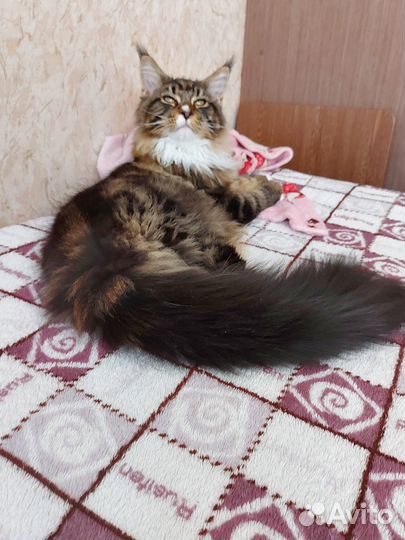 Котята мейн-кун