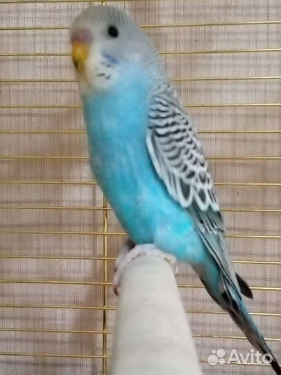 Ручные малыши карандаши волнистый попугай