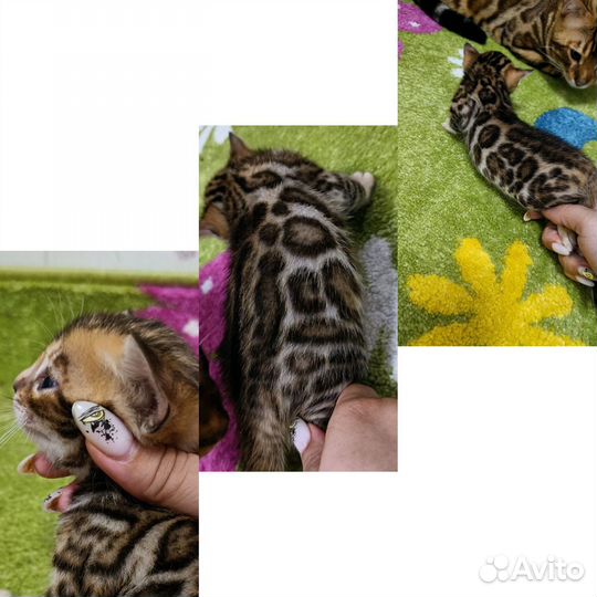 Бенгальская
