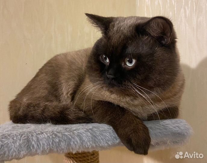 Шотландский котик вязка