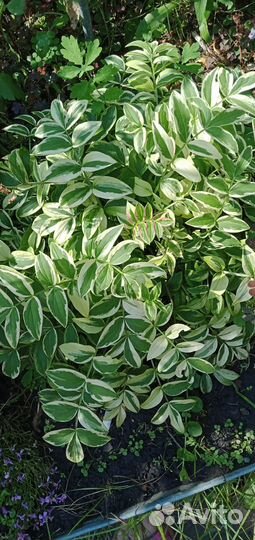 Садовые растения