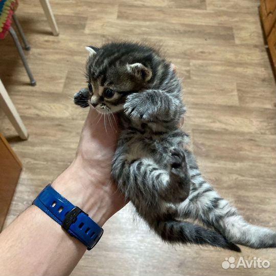 Домашнняя кошка