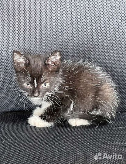 Кошка в дар бесплатно