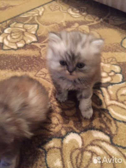 Котята персидские