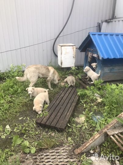 Щенок в добрые руки бесплатно