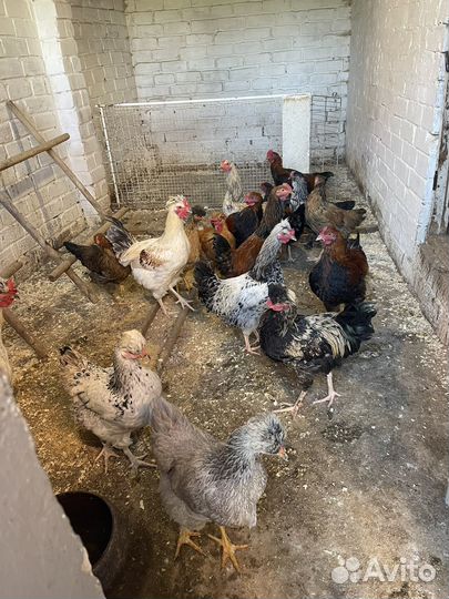 Петухи, чубатые, лохмоногие