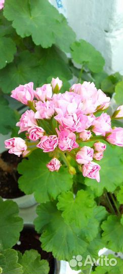 Пеларгония герань