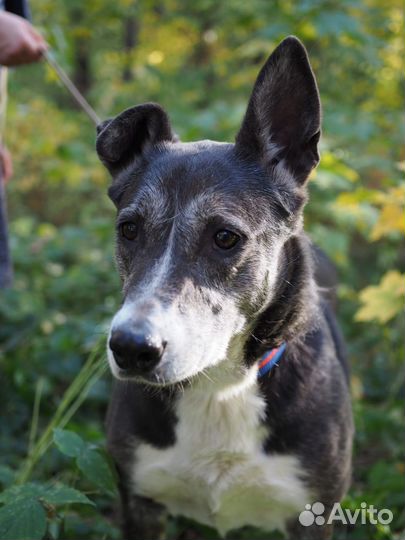 В поисках дома чудесная Кьяра