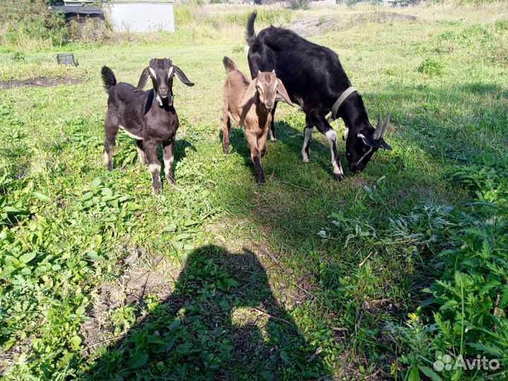 Коза нубийская дойная