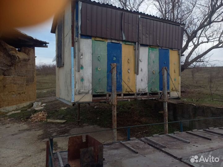 Пчелы, Павильон Берендей 32