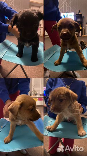 Маленькая собака