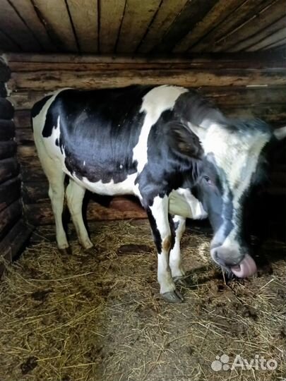 Продам телку годовалую