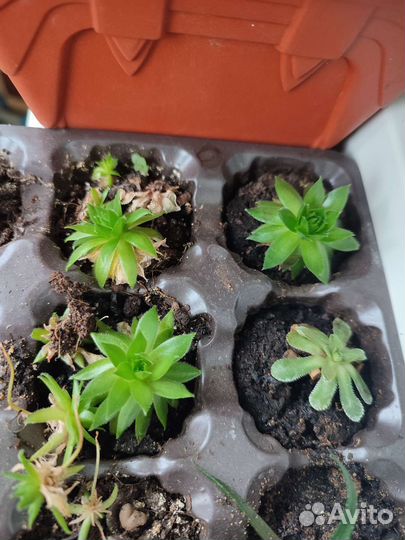 Суккуленты: гастерия, толстянка, стапелия