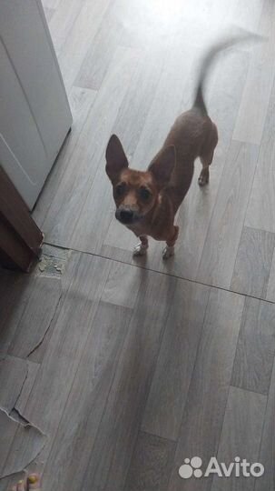 Собака в добрые руки