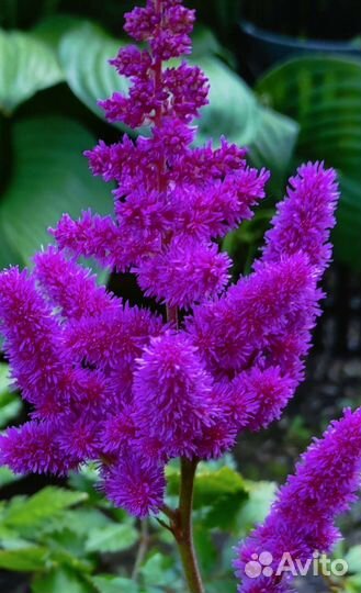 Красавица астильба. Осталось 2 шт