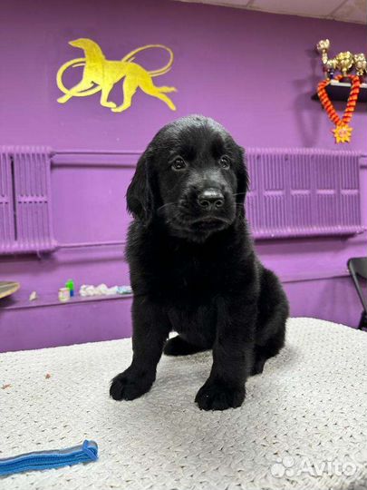 Щенки ретривера