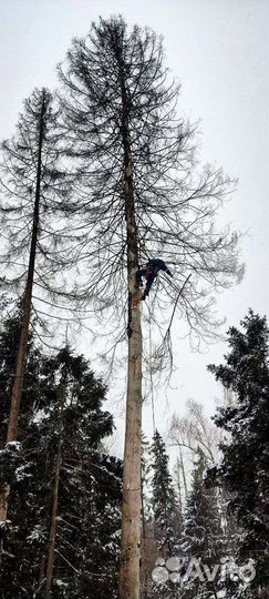 Спилить дерево