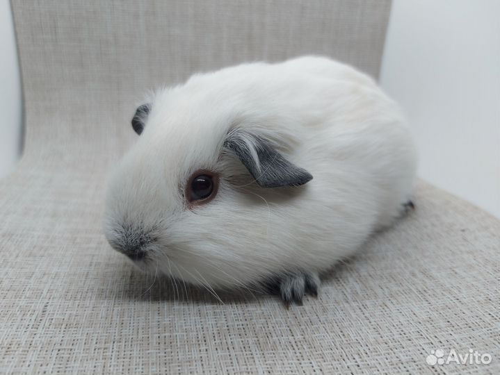 Морская свинка калифорния