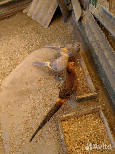 Продам молодёж фазаны,павлины,горлиц египетских хо