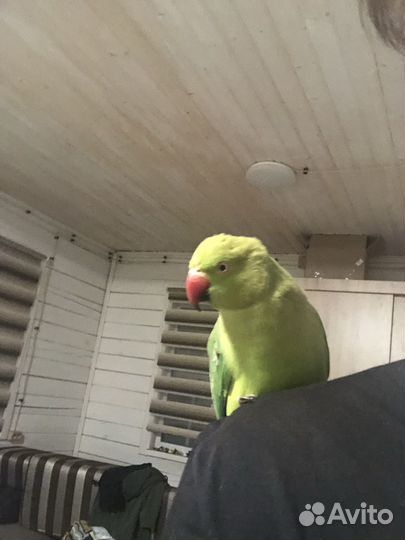 Попугай Ожереловый