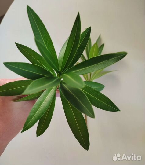 Олеандр Розовый