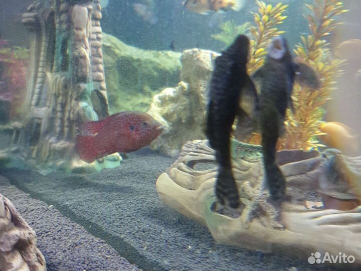 Аквариумные рыбки