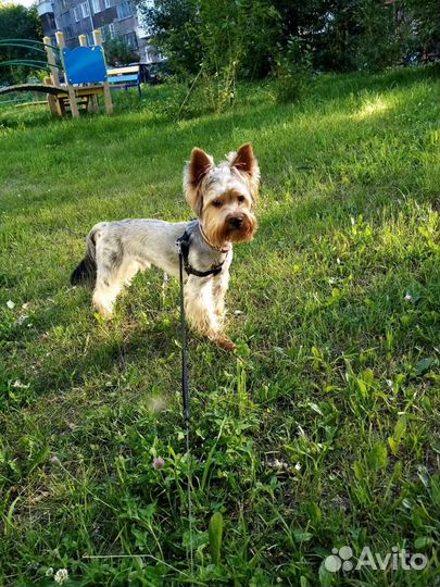 Йоркширский терьер вязка