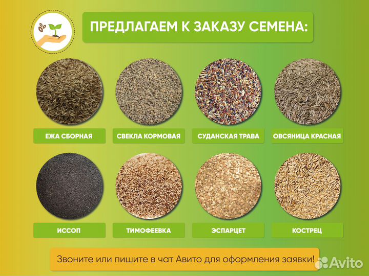 Семена синяка