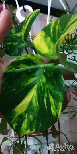 Эпипремнум Пиннатум жёлтый