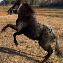 Продается пони