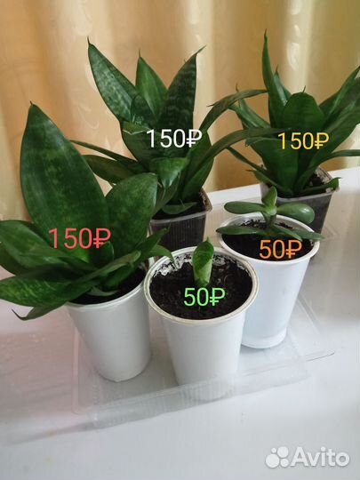 Сансевиерия Ханни и денежное дерево(толстянка)