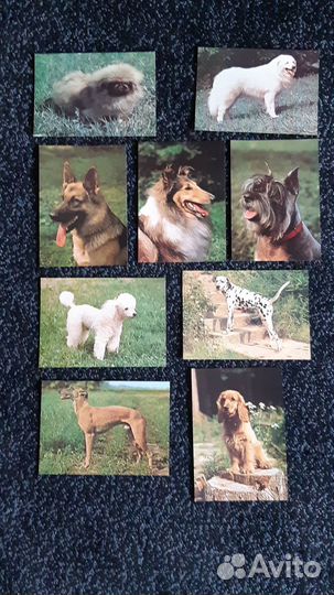 Открытки советские маленькие, собаки, Манилова