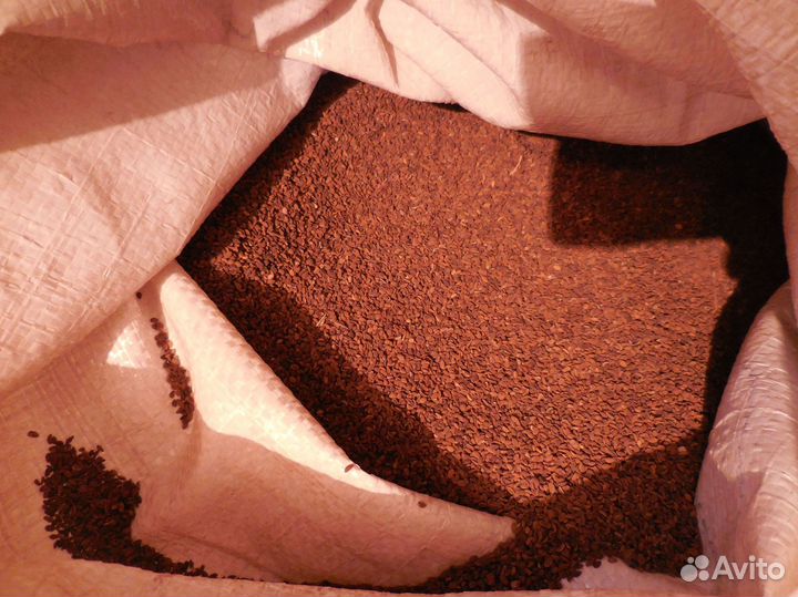 Семена синяка