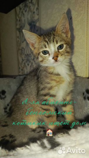 Котик