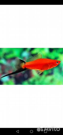Аквариумные рыбки Меченосцы