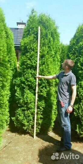 Туя Брабант