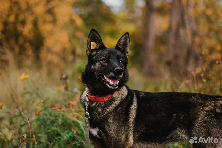 Стерилизованная собака Ульяна