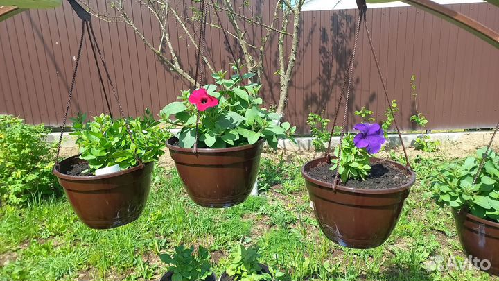 Рассада петуньи