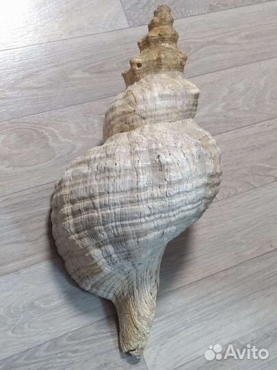 Ракушка 50см