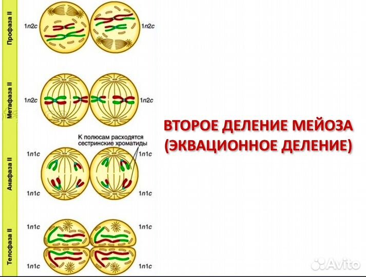 Репетитор по Биологии